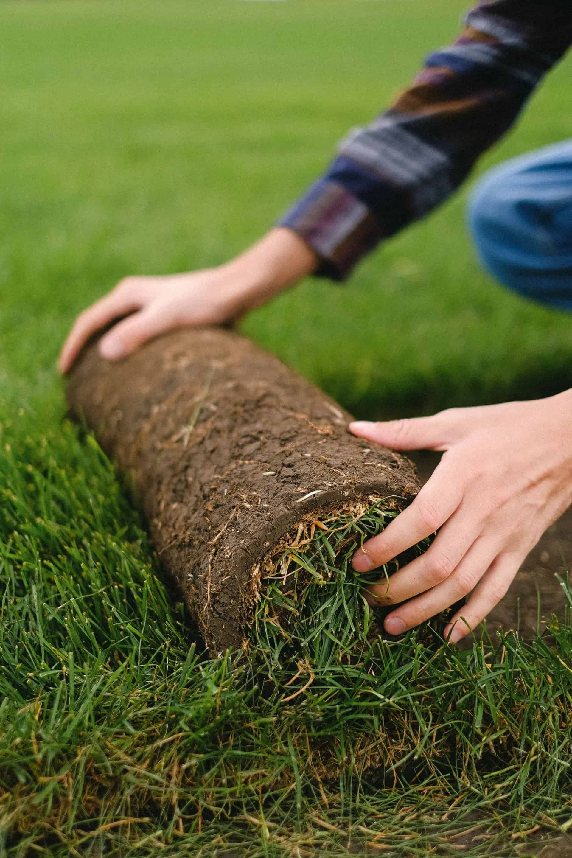 Sod Installation & Removal image
