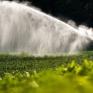 Sprinkler watering lush green lawn, creating a misty spray in sunlight.