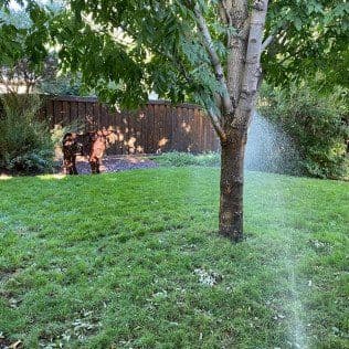 Children playing in a lush green yard with a tree and sprinkler system.