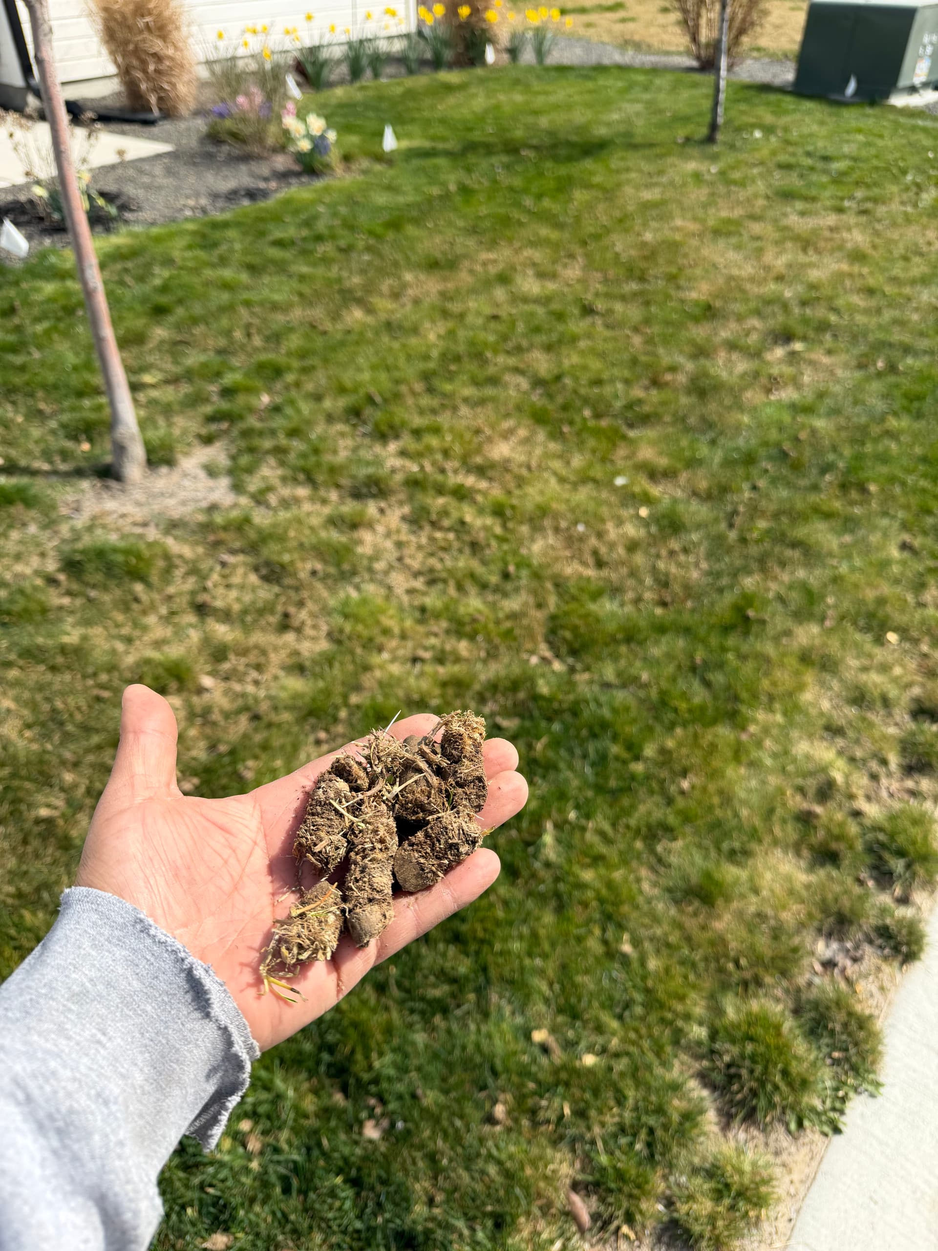 Lawn Aeration Service Benefits image